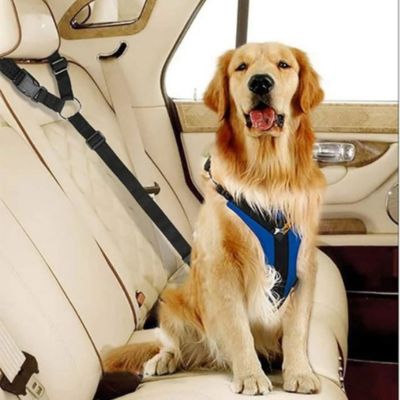 golden retriever securise parceinture chien voiture