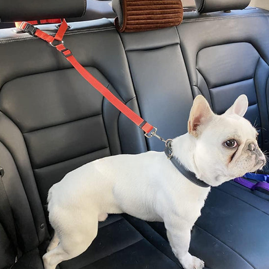 frenchie porte ceinture chien voiture en auto