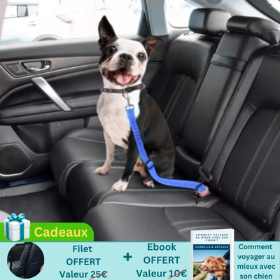 terrier boston portant ceinture chien voiture est assis sur banquette arrière