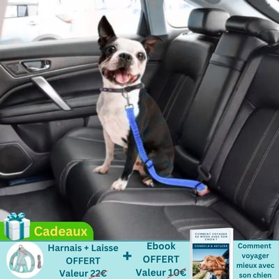 terrier boston en voiture porte ceinture chien voiture sur banquette arrière