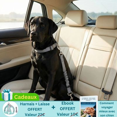 labrador noir en voiture porte ceinture chien voiture sur banquette arrière