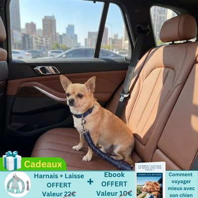 chihuahua en voiture porte ceinture chien voiture sur banquette arrière