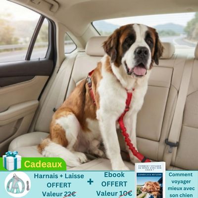 saint-bernard en voiture porte ceinture chien voiture sur banquette arrière