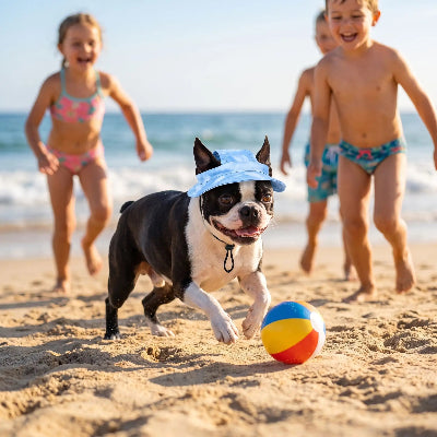boston terrier portant chapeau pour chien joue au ballon avec des enfants sur plage