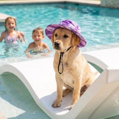 chiot labrador portant chapeau pour chien est assis sur chaise longue près de piscine