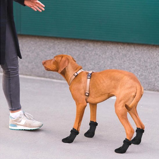 berger allemand portant Chaussure chiens noire marche sur sol gris