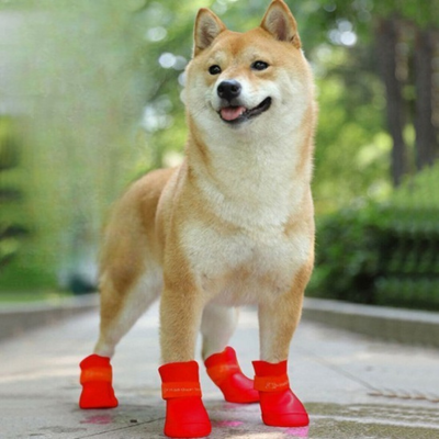 shiba inu  portant chaussure chiens rouge se tient sur sentier pédestre