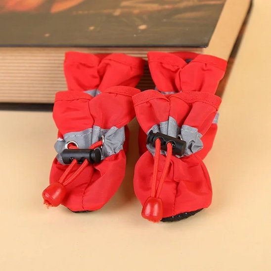 Chaussures chien​ rouges contre livres