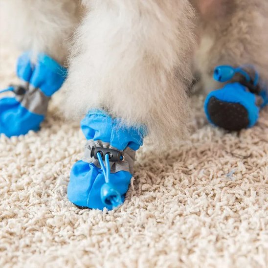 Chaussures chien​ sur pattes de chien blanc