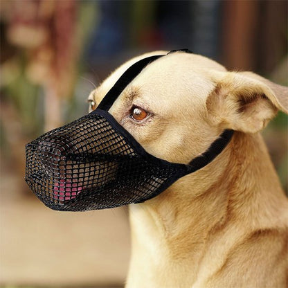 chien beige porte Muselière chien noire