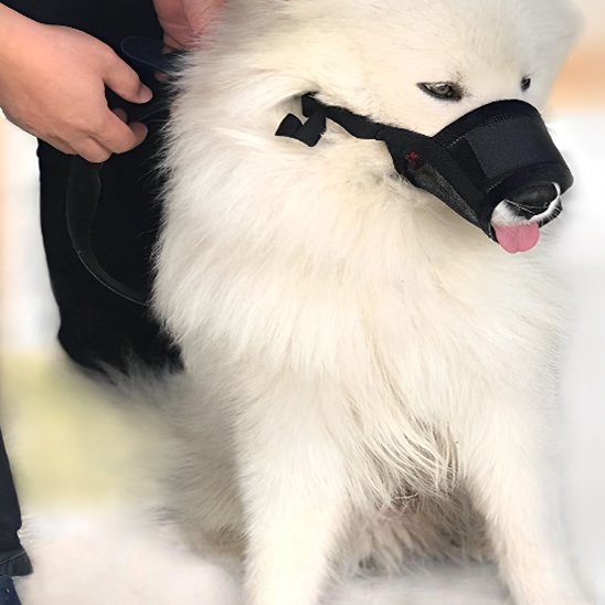 chien blanc avec Muselière avec homme