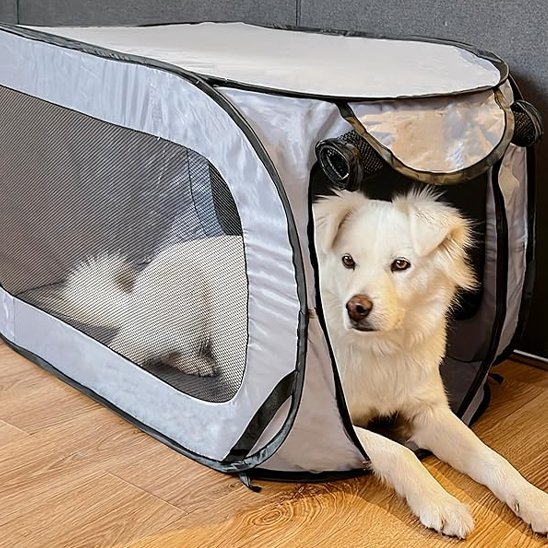 chien blanc dans niche chien grise
