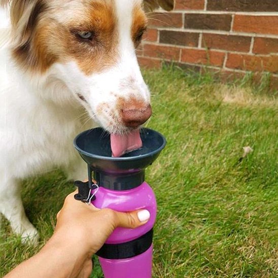 chien blanc et brun boit dans Gourde pour chien​