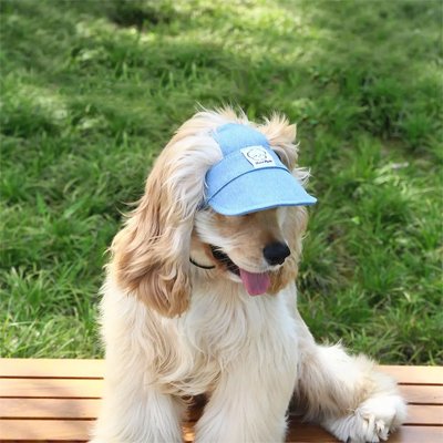 chien blanc et gris porte Casquette chien​ couché sur surface de bois
