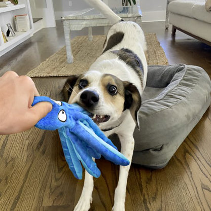 chien blanc et noir joue avec Peluche pour chien bleue