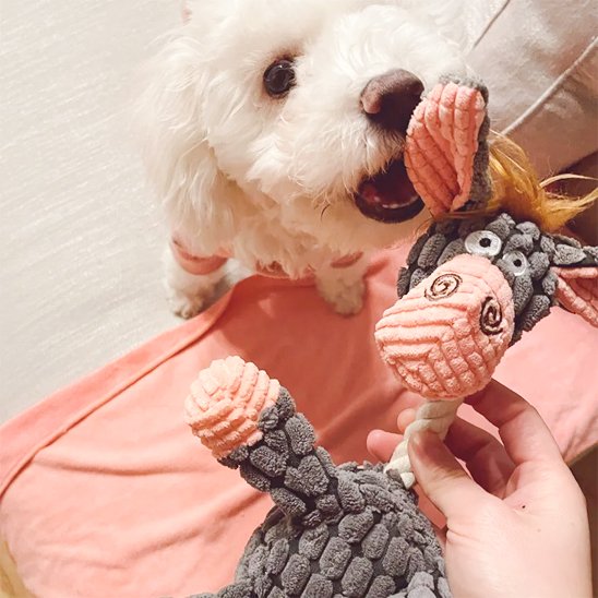chien blanc joue avec Peluche pour chien