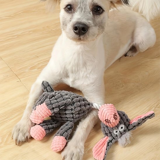 chien blanc tient Peluche pour chien dans ses pattes