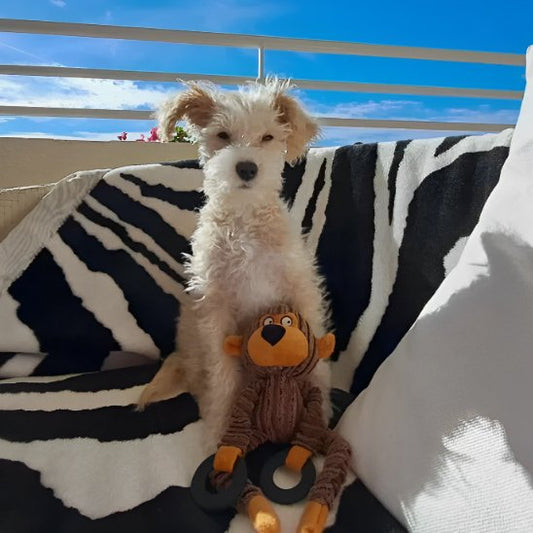chien blanc tient Peluche pour chien entre ses pattes sur couverture sur balcon