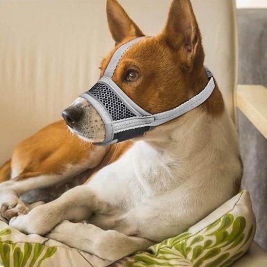 chien brun et blanc portant Muselière pour chien se repose sur coussin