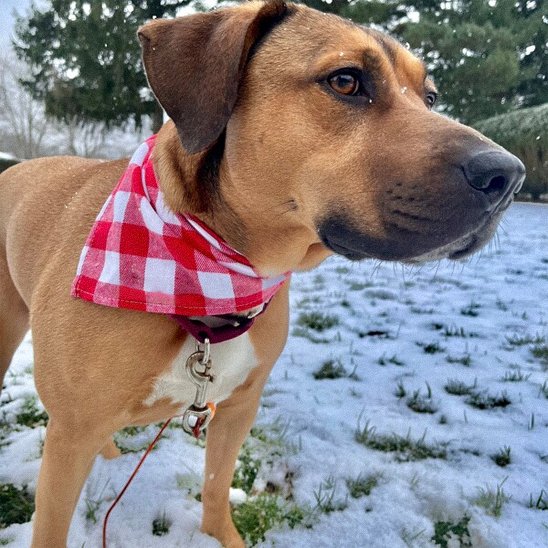 chien brun portant Bandanas Chien est dans neige