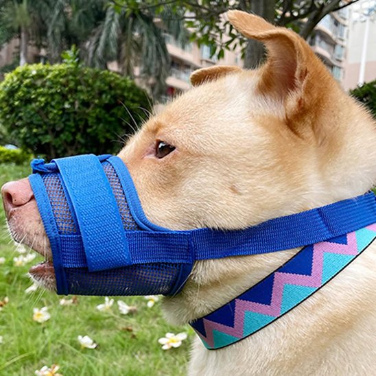 chien brun porte Muselière bleue dans champs