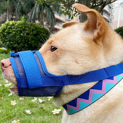 chien brun porte Muselière bleue dans champs