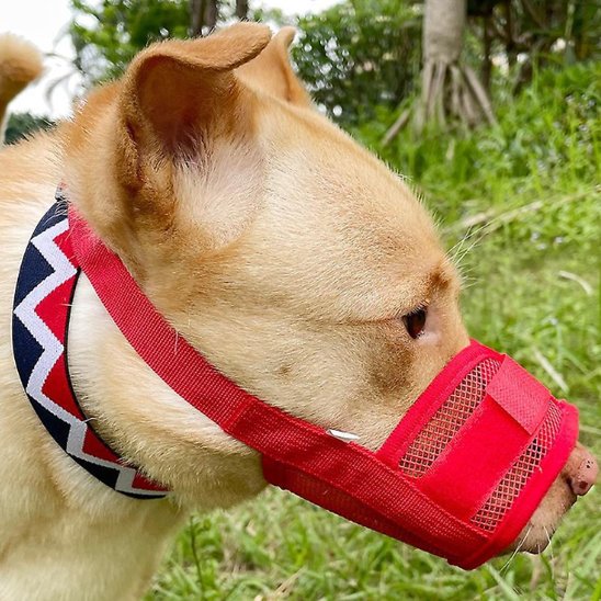 chien brun porte Muselière dans le parc