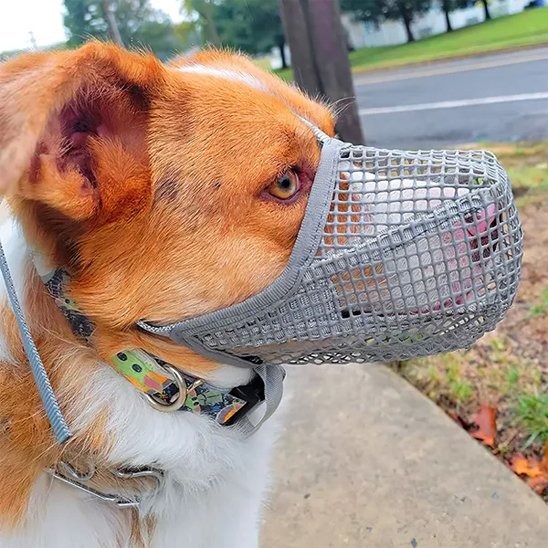 chien brun prote Muselière chien grise