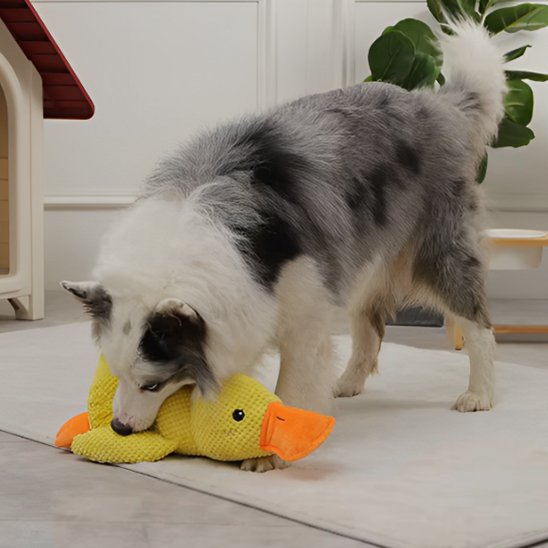chien gris et blanc joue en tenant jouet peluche pour chien dans gueule