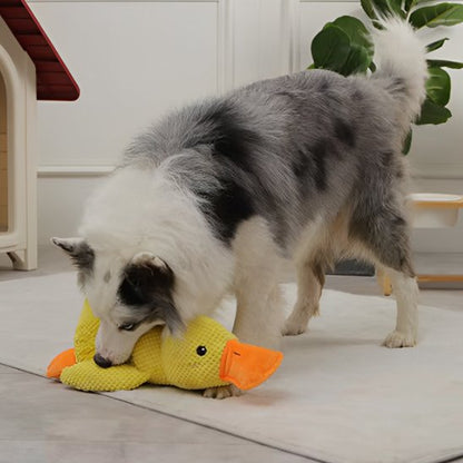 chien gris et blanc joue en tenant jouet peluche pour chien dans gueule
