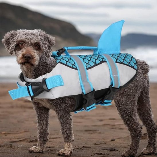 chien gris porte Gilet de sauvetage chien sur une plage