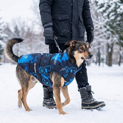 chien noir et gris portant Manteau chien se promène en laisse en hiver