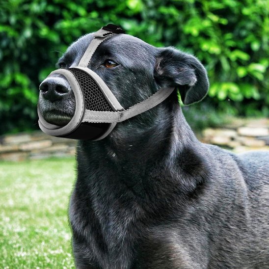 chien noir porte Muselière pour chien dans parc