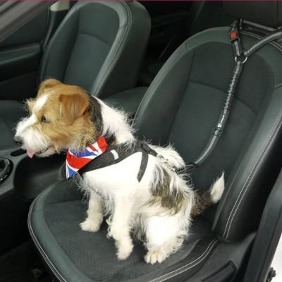 chien retenu par Ceinture de sécurité pour chien sur banquette arrière