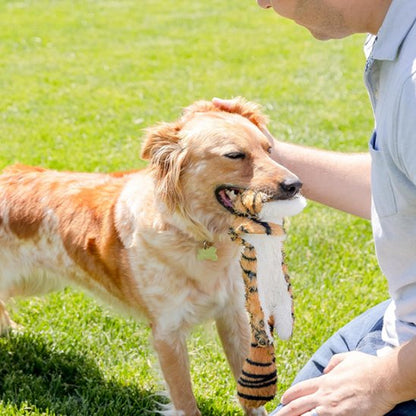 chien roux et blanc tient Peluche pour chien dans sa gueule sur pelluse avec homme