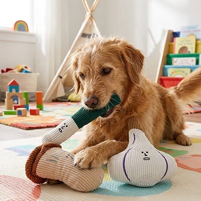 chien roux joue avec Peluche pour chien sur moquette