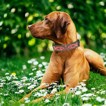 chien roux portant collier lumineux chien est couche sur pelouse et lit de fleurs