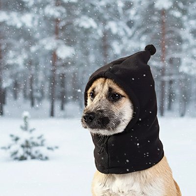chien roux porte Bonnet chien dans neige​