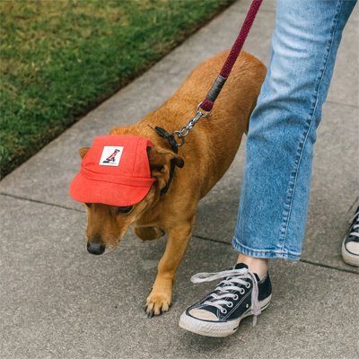 chien roux porte Casquette pour chien​ en marchant sur trottoir