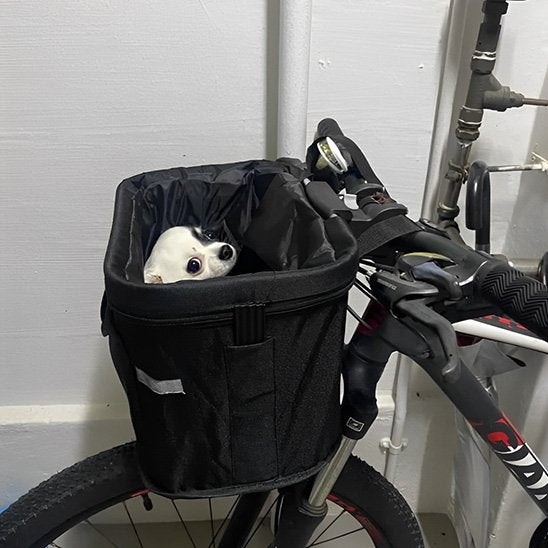 chihuahua assis dans Panier velo chien 