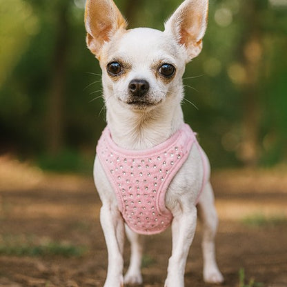 chihuahua blanc portant Harnais petit chien rose debout sur sentier