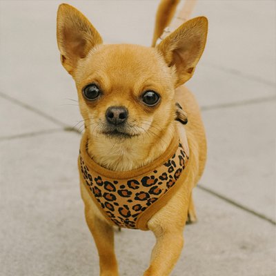 chihuahua blond portant Harnais petit Chien brun est debout sur pave