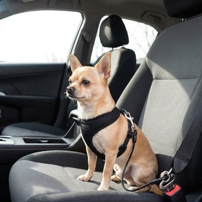 chihuahua portant Ceinture de sécurité pour chien est assis sur banquette avant de voiture