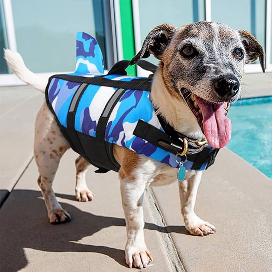 chihuahua portant Gilet de sauvetage chien bleu près de piscine