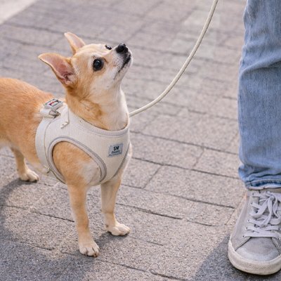 chihuahua portant Harnais chiot marche sur sentier de ciment