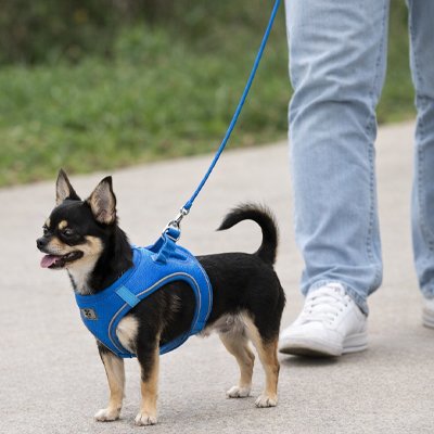 chihuahua portant Harnais chiot marche sur sentier de ciment