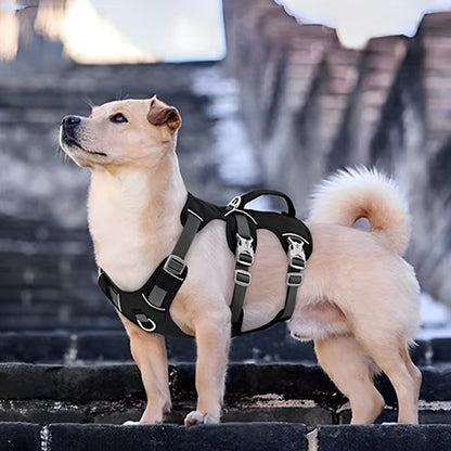 chihuahua portant Harnais pour chien noir attend sur trottoir