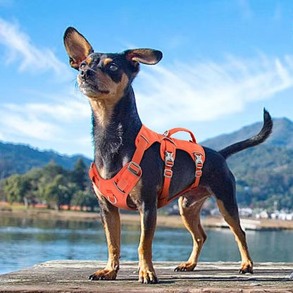 chihuahua portant Harnais pour chien orange sur bout de quai