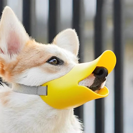 chihuahua portant Muselière chien regarde en haut