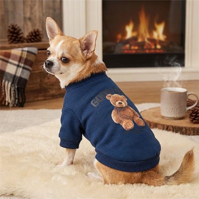 chihuahua portant Pull pour Chien est assis sur moquette blanche